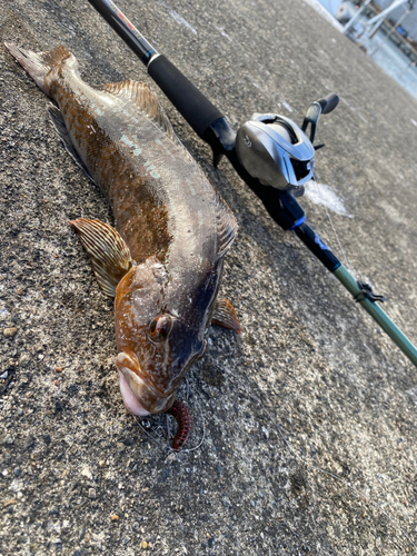 アイナメの釣果