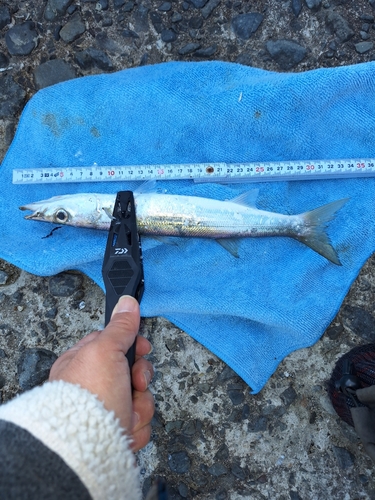 カマスの釣果