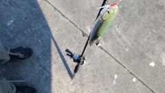 アメマスの釣果