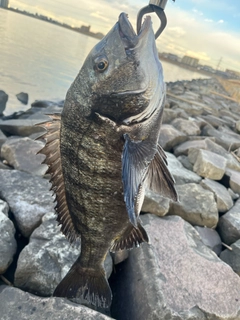 クロダイの釣果