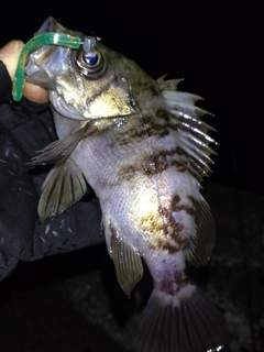 メバルの釣果