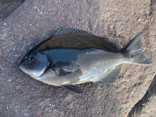 オナガグレの釣果