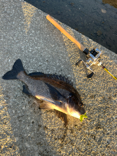 クロダイの釣果