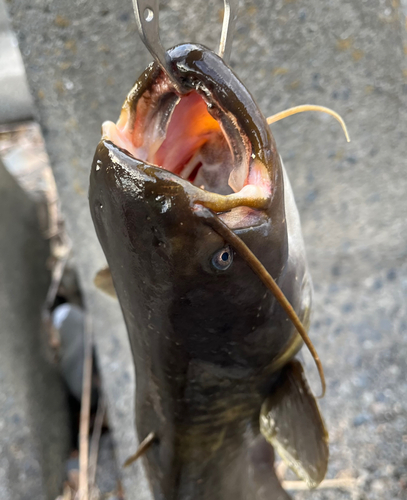 ナマズの釣果