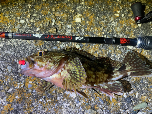 カサゴの釣果