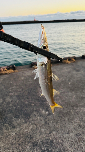 カマスの釣果