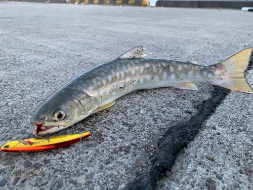 アメマスの釣果