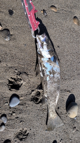 ニベの釣果