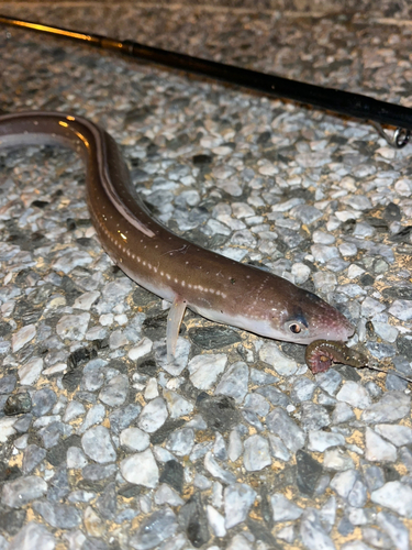 アナゴの釣果