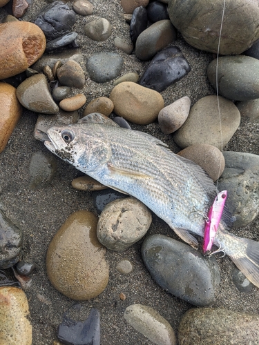 ニベの釣果