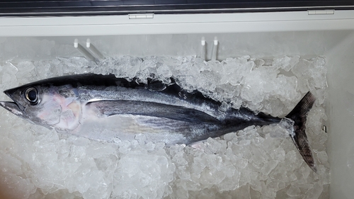 ビンチョウマグロの釣果