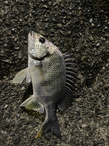 キビレの釣果