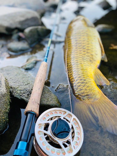 コイの釣果