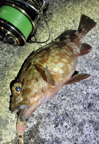 カサゴの釣果