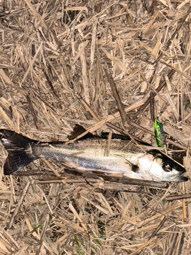 セイゴ（マルスズキ）の釣果