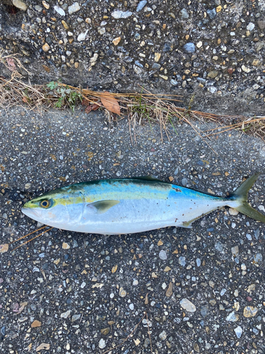 ハマチの釣果