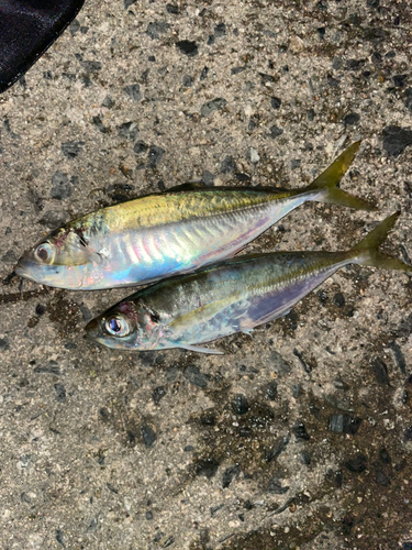 マアジの釣果