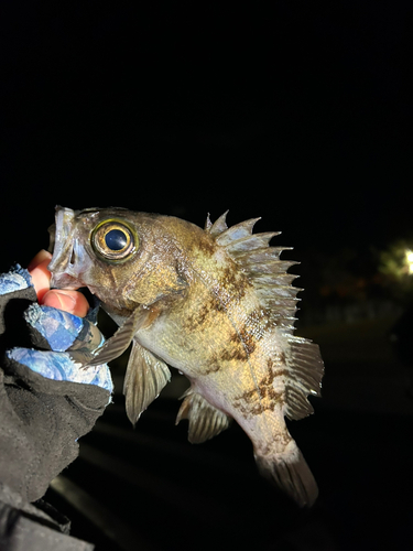 メバルの釣果