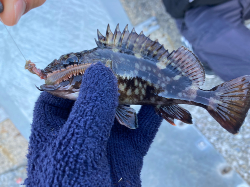 カサゴの釣果