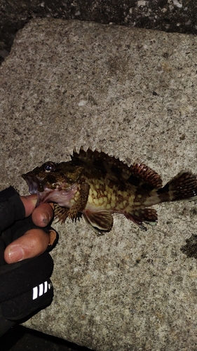 カサゴの釣果