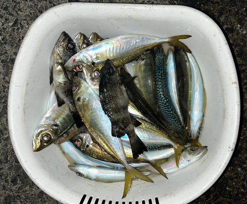 アジの釣果