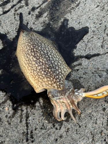 シリヤケイカの釣果