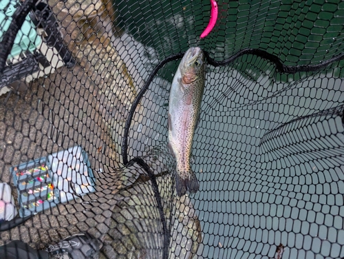 イワナの釣果