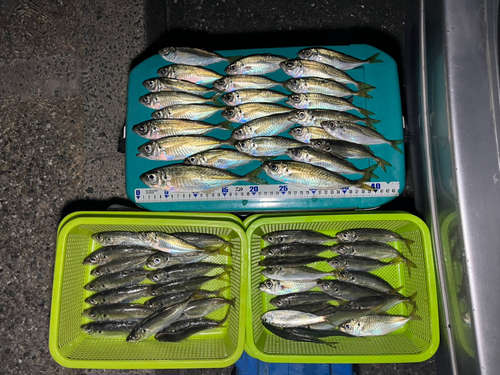 アジの釣果