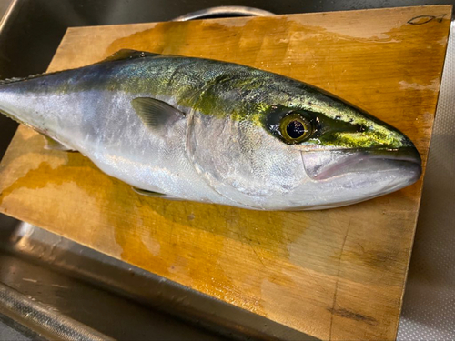 ハマチの釣果