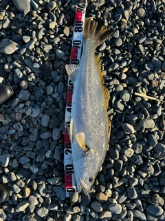 オオニベの釣果