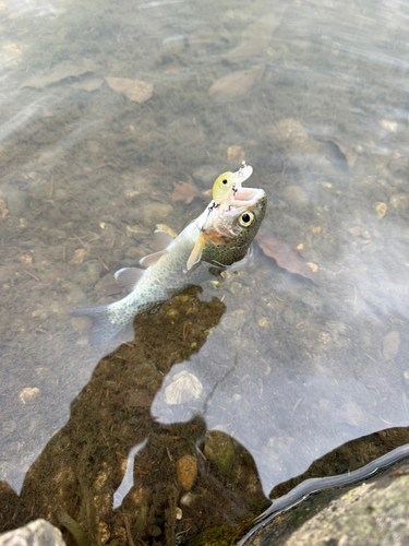 ニジマスの釣果