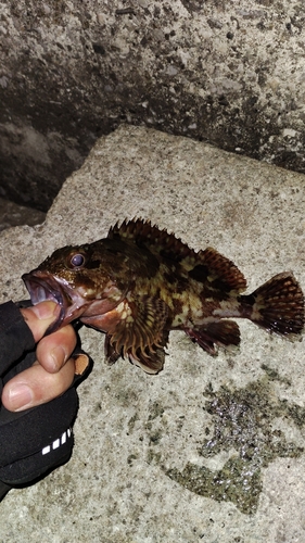 カサゴの釣果