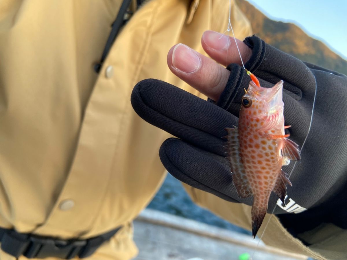 ゆちょななさんの釣果 2枚目の画像