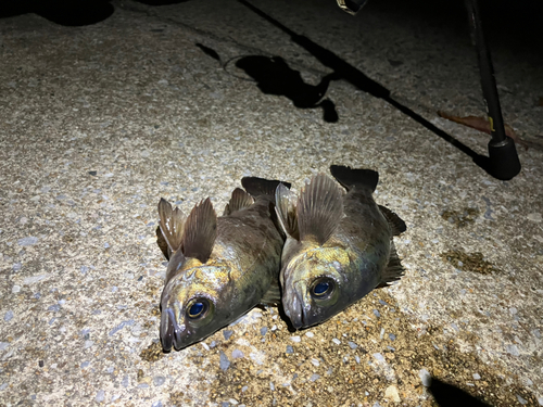 メバルの釣果