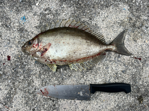 アイゴの釣果