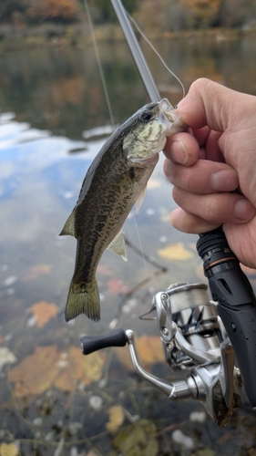 ラージマウスバスの釣果