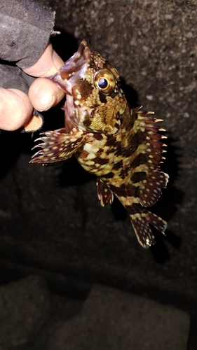 カサゴの釣果