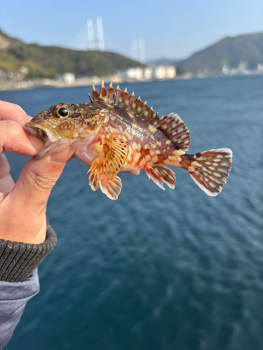 カサゴの釣果