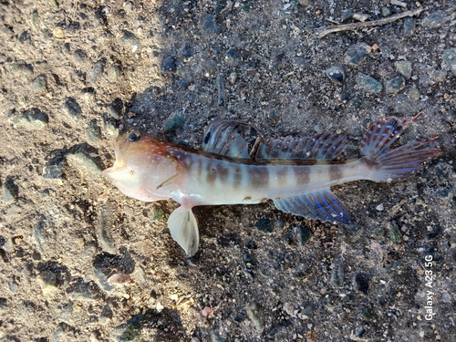 イトヒキハゼの釣果