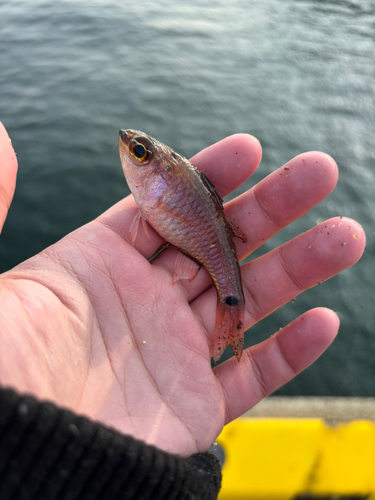 クロホシイシモチの釣果