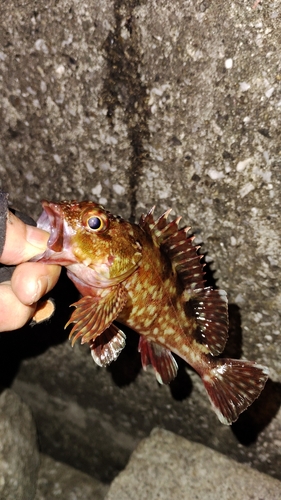 カサゴの釣果