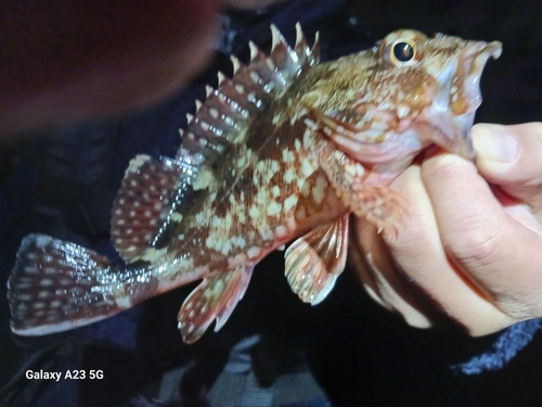 カサゴの釣果