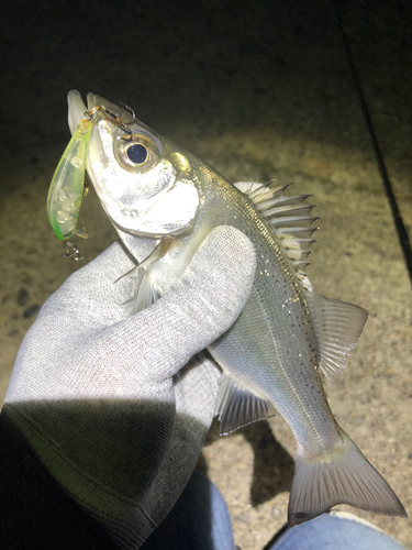 セイゴ（ヒラスズキ）の釣果