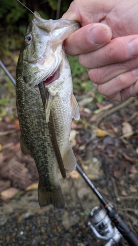 ラージマウスバスの釣果