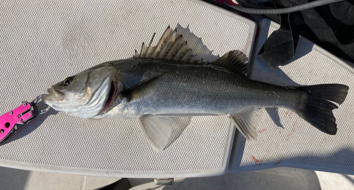鱸を求めて三千里さんの釣果 2枚目の画像