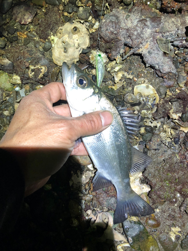 セイゴ（ヒラスズキ）の釣果