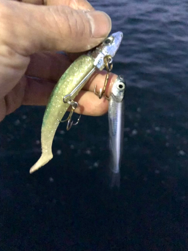 トウゴロウイワシの釣果