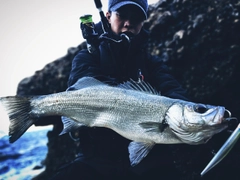 ヒラスズキの釣果