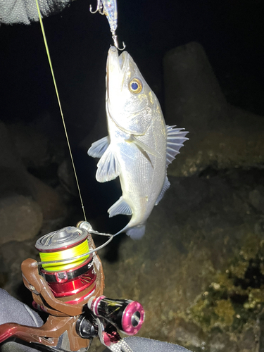 セイゴ（マルスズキ）の釣果