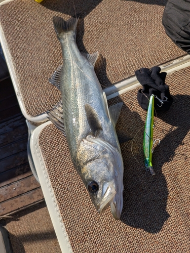 シーバスの釣果